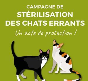 sterilisation chat errant